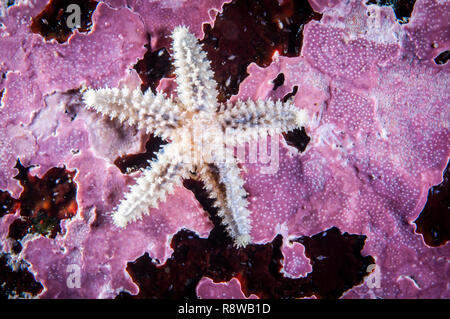 Comune giovanile starfish sott'acqua nel fiume San Lorenzo Foto Stock