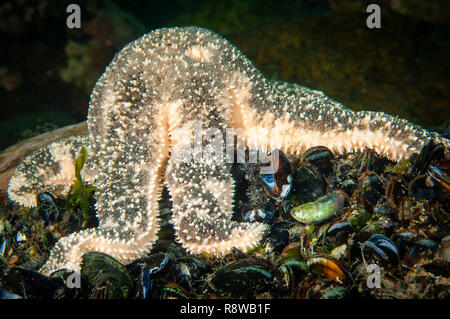 Mare polare Star alimentazione subacqueo sui mitili blu nel St. Lawrence Estuary Foto Stock