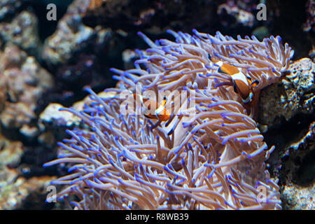 Ocellaris Clownfishes o Amphiprion ocellaris con anemone marittimo Foto Stock