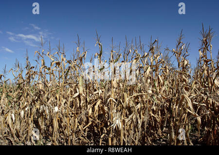Nella tarda estate del mais secco campo contro il profondo blu del cielo. Foto Stock