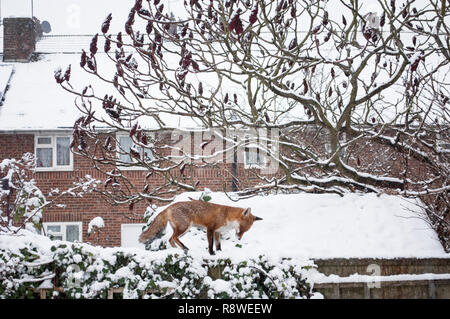 Red Fox, Vulpes vulpes, in inverno la neve permanente sulla Tettoia da giardino sul tetto, London, Regno Unito Foto Stock