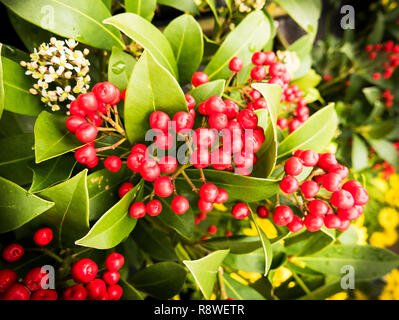 Bacche rosse di Skimmia japonica Tansley Gem in aprile a UKApril Foto Stock