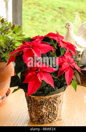 Piscina casa piante tra cui Aeonium e poinsettia in dicembre nel Regno Unito Foto Stock