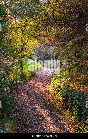 Percorso nel giardino botanico in Gijon, Spagna in autunno. Lascia che giace piatto in una foresta di cremisi moquette.il sole sta per esplodere attraverso gli alberi. Foto Stock