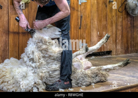 La tosatura delle pecore in Ohai, Southland, Nuova Zelanda Foto Stock