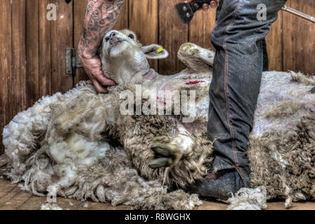 La tosatura delle pecore in Ohai, Southland, Nuova Zelanda Foto Stock