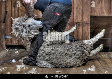 La tosatura delle pecore in Ohai, Southland, Nuova Zelanda Foto Stock