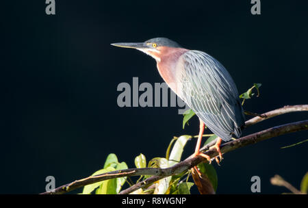 Airone verde (Butorides virescens) Foto Stock