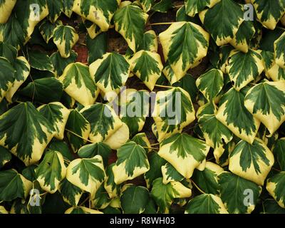 Grande variegata di verde e giallo foglie d'edera crescente contro una parete Foto Stock
