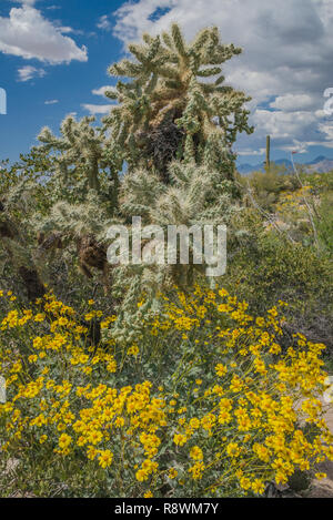 Un grande cholla cactus circondato da blooming brittlebrush giallo (Encelia farinose) nel Deserto di Sonora in Arizona Parco nazionale del Saguaro Foto Stock
