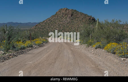 Appena una strada in ghiaia livellata foderato con brittlebrush (Encelia farinose) e giovani cactus Saguaro conduce passato una collina rocciosa nel Parco nazionale del Saguaro Foto Stock