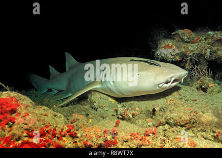 Bruno squalo INFERMIERE O INFERMIERA comune shark (Nebrius ferrugineus) con remora (Echeneidae), la posa di una barriera corallina, Ari Atoll, Maldive Foto Stock