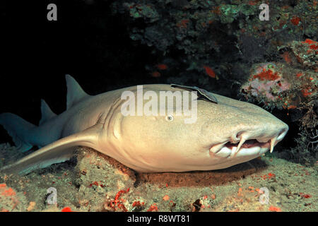 Bruno squalo INFERMIERE O INFERMIERA comune shark (Nebrius ferrugineus) con remora (Echeneidae), la posa di una barriera corallina, Ari Atoll, Maldive Foto Stock