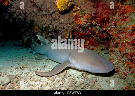 Bruno squalo INFERMIERE O INFERMIERA comune shark (Nebrius ferrugineus) dormire sotto una sporgenza, atollo di Ari, Maldive, Oceano Indiano, Asia Foto Stock