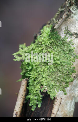 Anche Scalewort moss, Radula complanata, una cannabis moss Foto Stock