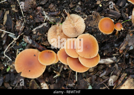 Tubaria furfuracea, comunemente noto come scurfy twigle Foto Stock