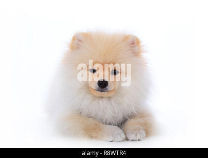 Carino pet, Pomerania cane grooming isolati su sfondo bianco Foto Stock
