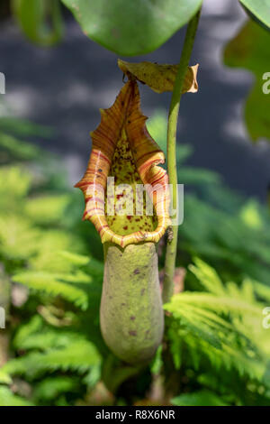 Papaikou, Hawaii - pianta brocca (Nepenthes). Foto Stock