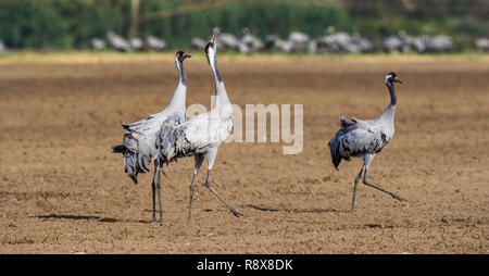 Gru danzanti nel settore dei seminativi. Gru comune, nome scientifico: grus grus grus, communis. Foto Stock