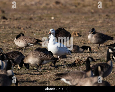 Snow Goose Anser caerulescens, miscelato nel gregge Oche del Canada, Branta canadensis, Colorado, STATI UNITI D'AMERICA Foto Stock