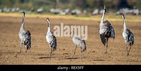 Gru danzanti nel settore dei seminativi. Gru comune, nome scientifico: grus grus grus, communis. Foto Stock