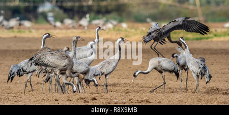 Gru danzanti nel settore dei seminativi. Gru comune, nome scientifico: grus grus grus, communis. Foto Stock