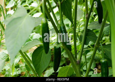 Frutta verde peperoncino jalapeno con gocce di acqua su un ramo Foto Stock