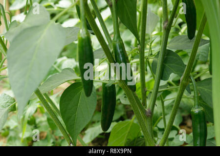 Frutta verde peperoncino jalapeno con gocce di acqua su un ramo Foto Stock