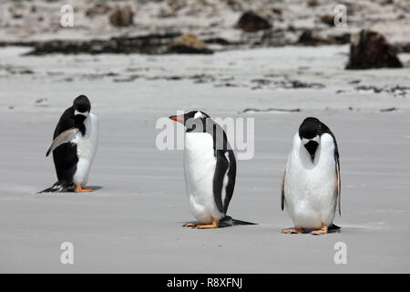 Tre i pinguini Gentoo sono in piedi sulla spiaggia nel collo su Saunders Island, Isole Falkland Foto Stock