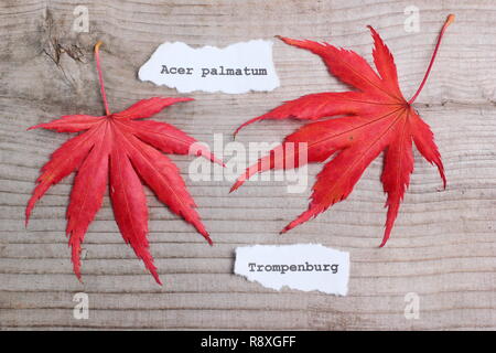 Acer palmatum 'Trompenburg' su legno visualizzazione rosso Colore di autunno in novembre, REGNO UNITO Foto Stock