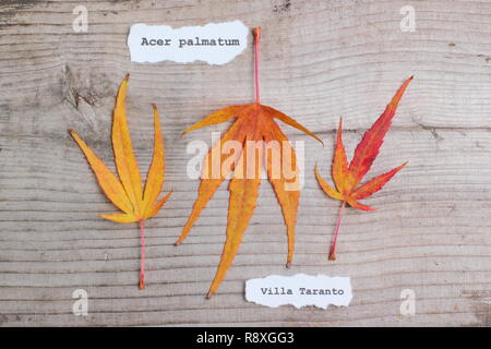Acer palmatum 'Villa Taranto' giapponese di foglie di acero in autunno - Novembre, REGNO UNITO Foto Stock