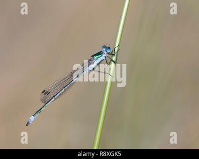 Smeraldo maschio Damselfly regolate su un gambo reed Foto Stock