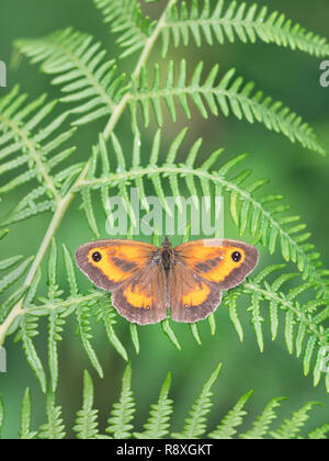 Gatekeeper maschio butterfly (Pyronia tithonus) si stabilirono con ali stese su un Bracken frond Foto Stock