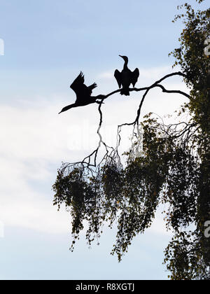 Coppia di Cormorani appollaiato in un albero con un solo volo Foto Stock