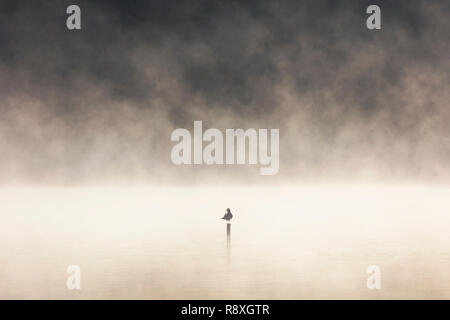 Stagliano a testa nera gabbiano appollaiato su un post nel mezzo di un lago misty all'alba Foto Stock