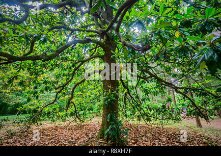 Flussi di luce solare attraverso un albero di magnolia a William Faulkner's home, Rowan Oak, 30 maggio 2015, a Oxford, Mississippi. Foto Stock