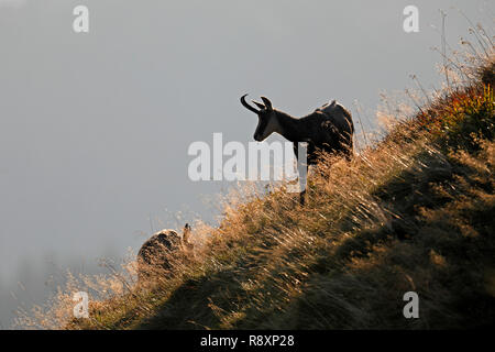 Il camoscio (Rupicapra rupicapra), la fauna selvatica, Vosges, Francia Foto Stock