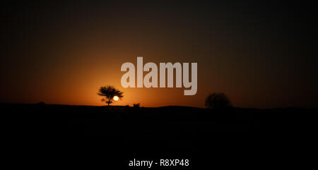 Il sorgere del sole attraverso i rami di acacia nel deserto del Sahara in Ennedi, Ciad Foto Stock