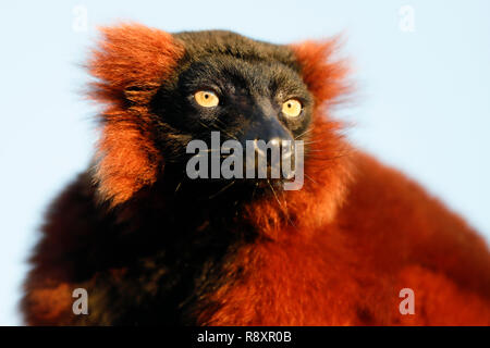Red Vari (Varecia rubra) ritratto, Francia Foto Stock