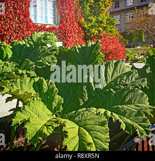 Foglia gigante di Gunnera tinctoria o gigante di rabarbaro, pianta originaria a sud del Cile utilizzato come ornamento in giardini e parchi Foto Stock