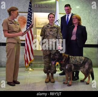 Archie Dillon O'Connor, una terapia cane presso la Walter Reed Militare Nazionale Medical Center di Bethesda, Maryland, è leggere il suo pensionamento citazione 7 Marzo nel corso di una cerimonia alla rotonda dell'ospedale. Archie ha trascorso sette anni in ospedale nel facility cane programma che utilizza i cani per assistere nel fisico e terapia occupazionale dei feriti i membri del servizio. Foto Stock