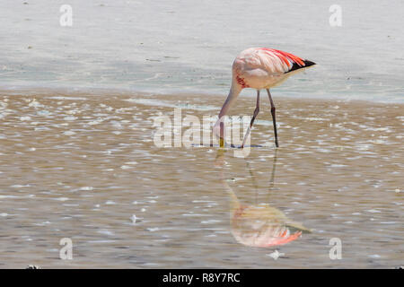 Jame's Flamingos alimentare in laguna Hedionda, Altipiano boliviano, nel modo di Uyuni Saltflats, un incredibile vita selvatica negli altipiani andini Foto Stock