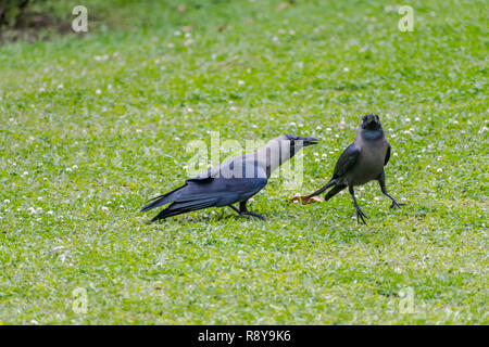 Casa Crow [Corvus splendens] Foto Stock