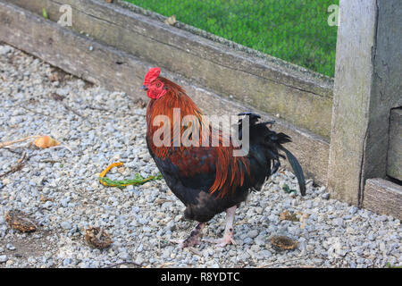 La Rhode Island Red Rooster Foto Stock