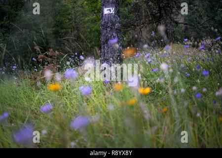 Francia, Drome, Vercors, Diois, Saillans, riserva naturale di Grand Barry Foto Stock