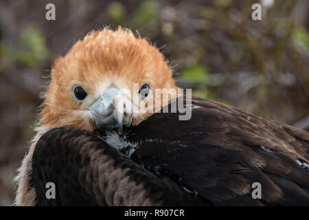 Magnifica fregata chick a Isola Genovesa Foto Stock