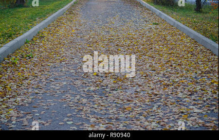 Asfalto strada pedonale coperto con caduto foglie di giallo Foto Stock