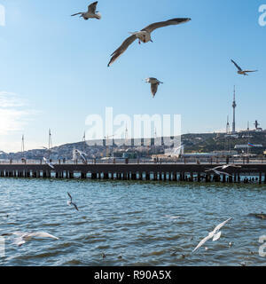 I gabbiani sul boulevard. Baku Seaside Park Foto Stock