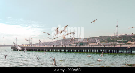 I gabbiani sul boulevard. Baku Seaside Park Foto Stock