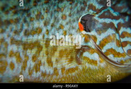 Primo piano di un seme di zucca panfish mostrante la deposizione delle uova di colori, il nero opercular posto sul coperchio gill e la pinna pettorale. Foto Stock